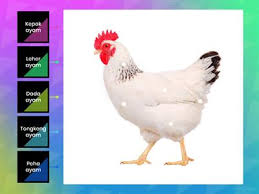 Enregistrerenregistrer gambar haiwan ternakan pour plus tard. Ternakan Ayam Sumber Pengajaran