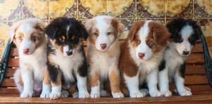 In spite of its name, this breed was most likely fostered somewhere in the. Intelligent Miniature Australian Shepherd Puppies East London Free Classifieds In South Africa