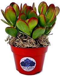 Jade plants are very forgiving plants. Amazon Com Fat Plants San Diego Succulent Plant S Fully Rooted In 4 Inch Planter Pots With Soil Real Live Potted Succulents Unique Indoor Cactus Decor 1 Crassula Ovata Jade Plant