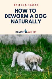 8 Home Remedies For Deworming Puppies Naturally Canine Weekly Sick Dog Remedies Dog Remedies Natural Dewormer For Dogs