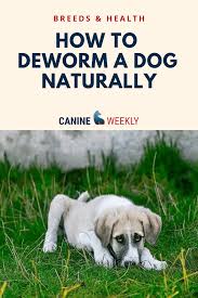 When the hookworms lay their eggs, they are passed into the faeces into the environment. Remedies For Worms In Dogs Natural Dewormers For Dogs Aren T Always Effective But Many Owners Prefer To Treat T Sick Dog Remedies Dog Remedies Worms In Dogs