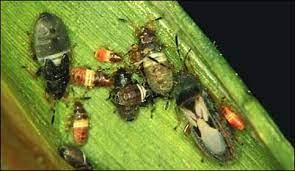 There are so many more bugs that will be found on your. Corn Insect Pests Cropwatch
