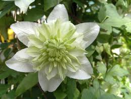 Check spelling or type a new query. Clematis Plena Taylors Clematis
