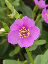 Image result for Talinum crispatulum