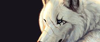 5809 views | 6941 downloads. White Wolf Hd Wallpaper 4k Ultra Hd Wide Tv Hd Wallpaper Wallpapers Net