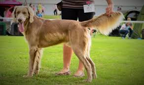 Image result for výmarský dlouhosrstý ohař