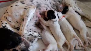 Image result for auvergneský ohař