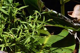 Image result for Chironia