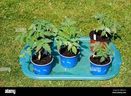 Young Summerlast Variety Of Tomatoes In Pots Uk Stock Photo Alamy