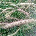 Image result for Cenchrus polystachios