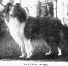 Backwoods Fashion 1921 Collie Dog Black And White Dog Dogs