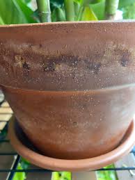 If you want to give your tiny clay pots more detail, check out the project description featured on damasklove. What Are These Tiny White Bugs On My Terracotta Pots Are They Harmful They Re Very Small So It S Hard To Take A Good Picture But They Do Crawl Around Houseplants