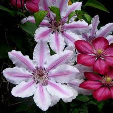 Maybe you would like to learn more about one of these? Clematis Nelly Moser Friedrich M Westphal Clematiskulturen