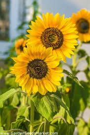 Harga ( 3 butir ) benih bunga matahari putih vanilla ice | sun flowerrp6.000: Bunga Matahari Hias Amor Varietas Sedang Tinggi Helianthus Annuus Biji Garden Seeds Market Bebas Biaya Kirim