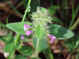 Image result for Clinopodium