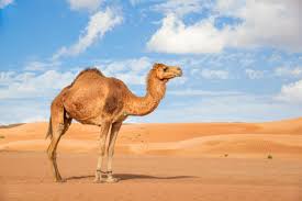 Between the combination of the anatomy and absolutely wonderful conditions, the shape is supposed to look like. Camel In Desert Stock Photos And Images 123rf