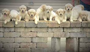 Fluffy golden retrievers take their medicine. Golden Retriever Saves Family S Life Hours Before Delivering 10 Pups American Kennel Club