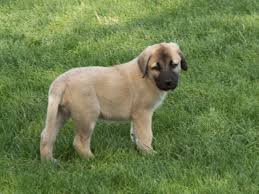 Yorkies for sale near me. Kangal Dog For Sale Petfinder