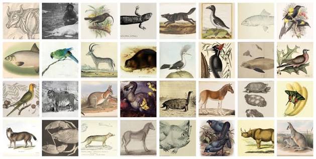 A Bestiary of Loss — The Public Domain Review