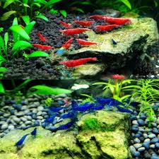 Shrimp Tank In 2020 Shrimp Tank Betta Fish Planted Aquarium