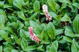 Image result for Persicaria hystricula