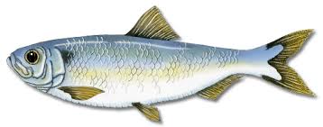 Maine Saltwater Fish Species Maine Guides Online