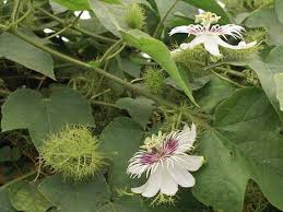 Image result for Passiflora foetida