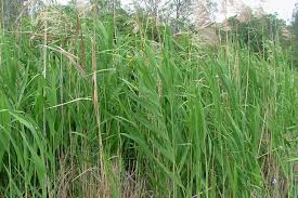 Image result for Phragmites australis