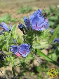 Different bees will be active at differing times of the year so we suggest you pick a range of plants that flower from spring to winter. Echium Vulgare Bees Plants Plants To Attract Bees Plant Seedlings