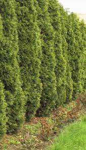 Stabilizing plants for a backyard hillside. Evergreens With Quick Growth Learn About Evergreen Shrubs That Grow Fast