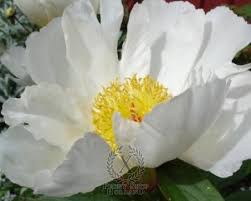 We did not find results for: Peony White Wings At Peony Nursery Peonyshop Com