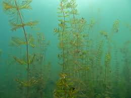 Image result for Myriophyllum spicatum