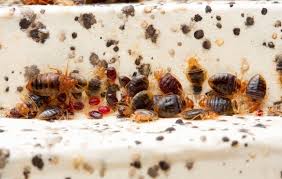 Image result for bedbugs on mattress