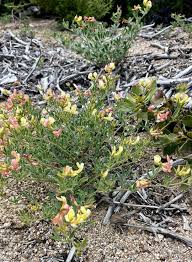 Image result for Lotus discolor