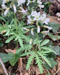 Image result for Cardamine obliqua