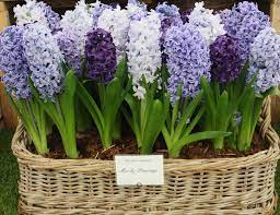 Get the very best from your flowers. The Best Time To Plant Spring Flowering Bulbs Growing Nicely Spring Bulbs Garden Spring Garden Flowers Spring Flowering Bulbs