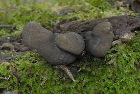 Image result for Xylaria polymorpha