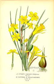 Daffodils Narcissus Jonquilla And Pseudo Narcissus Botanical Prints Flower Prints Art Daffodils