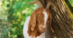 Fullforms maps many popular acronyms and abbrevitions by explaining them with meanings and examples. 10 Facts About Goats Farm Animals Topics Campaigns Topics Four Paws International