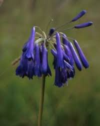 Image result for Agapanthus inapertus