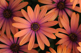 16 tall by 24 wide spacing: Osteospermum Serenity Bronze African Daisy