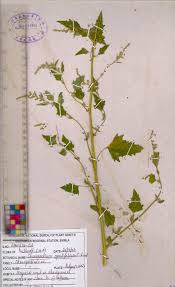 Image result for Chenopodium opulifolium
