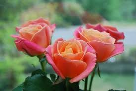 Menurut manfaat penggunaannya, tanaman mawar sebagai salah satu komoditi hortikultura (florikultura) dapat. Selain Indah Ini 4 Manfaat Sehat Dari Cantiknya Bunga Mawar