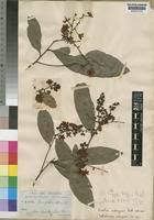 Image result for Ouratea andongensis