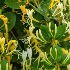 La madreselva es una planta enredadera perteneciente al género lonicera que crece en las partes cálidas y templadas del hemisferio norte. Plantas De Madreselva Del Japon Lonicera Japonica T O G