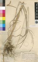 Image result for Digitaria seriata