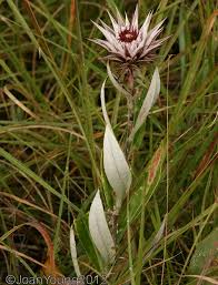 Image result for Macledium zeyheri