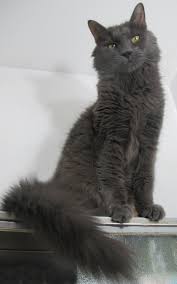 Pin On Maine Coon Cat