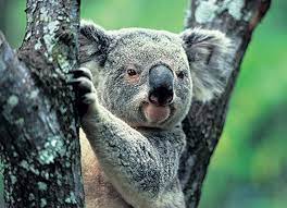 Spotlight On Australia Tour Koala Koala Bear Animals