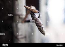 Un cocon et une sauterelle, nature trouvés à Cuernavaca et la ville  dOaxaca, au Mexique Photo Stock - Alamy